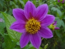 Dahlia sorensenii I-5152 14.JPG